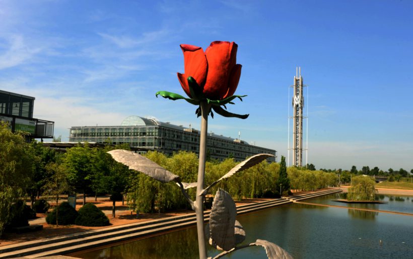 rose_1482_foto_grubitzsch
